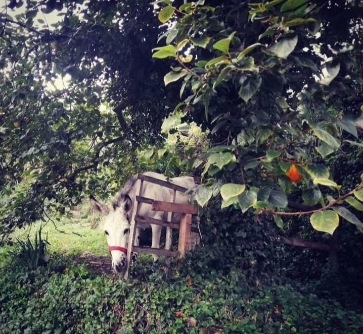 La Casa Di Mo Villa Albisola Superiore Bagian luar foto